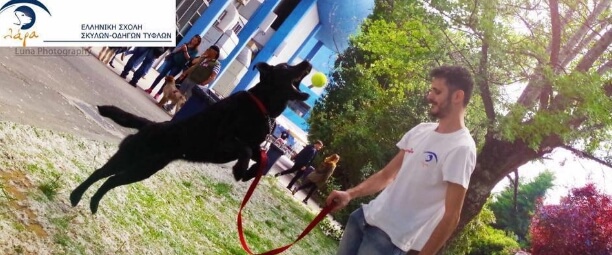 Από φόλα στον Μαραθώνα πέθανε τελικά ο εκπαιδευμένος σκύλος – οδηγός τυφλού ατόμου