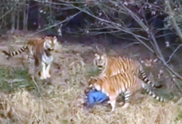 Νεκρός τουρίστας σε ζωολογικό κήπο στη Κίνα - Τον κατασπάραξαν τίγρεις