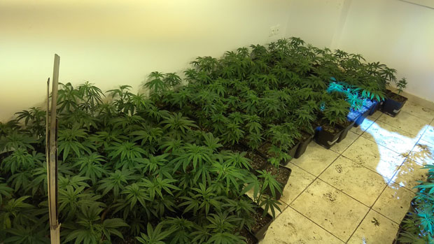 Βιετναμέζοι καλλιεργούσαν υδροπονική κάνναβη σε βίλες στο Νέο Βουτζά