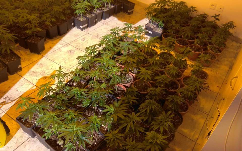 Βιετναμέζοι καλλιεργούσαν υδροπονική κάνναβη σε βίλες στο Νέο Βουτζά