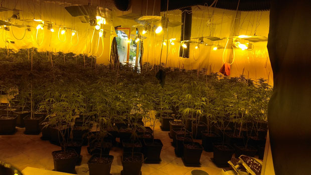 Βιετναμέζοι καλλιεργούσαν υδροπονική κάνναβη σε βίλες στο Νέο Βουτζά