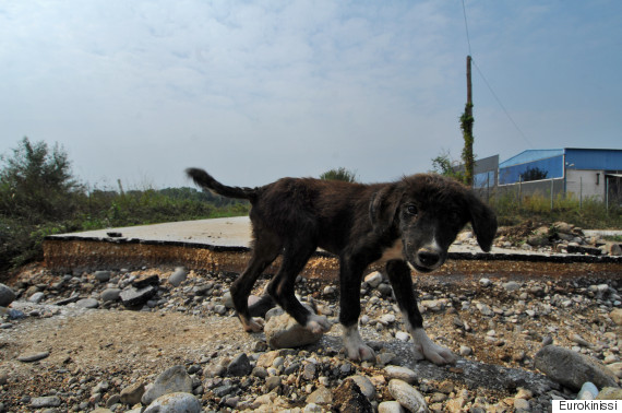 Τα αδέσποτα ζώα της δυτικής Αττικής εκπέμπουν SOS