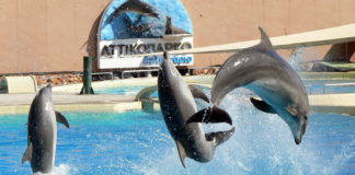 Πρόστιμο και εισαγγελέας για τις επιδείξεις δελφινιών στην Αττική