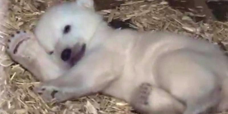 Η στιγμή που μια πολική αρκούδα γεννάει