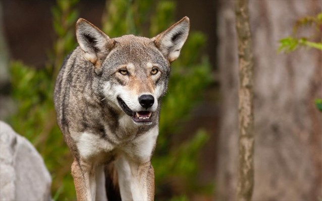 Εμφανίστηκε ζώο μετά από έναν αιώνα στο Βέλγιο
