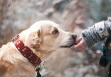 Dogs' Voice: Μια Ελλάδα χωρίς αδέσποτα