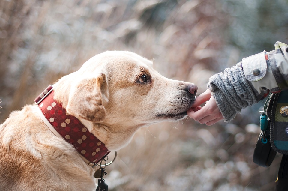 Dogs' Voice: Μια Ελλάδα χωρίς αδέσποτα