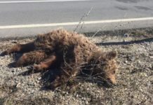 Αρκουδάκι χτυπήθηκε θανάσιμα έξω από την Κοζάνη