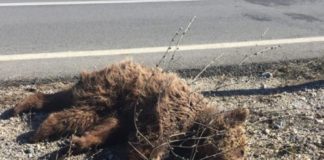 Αρκουδάκι χτυπήθηκε θανάσιμα έξω από την Κοζάνη