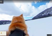 «Dog View»: Ξενάγηση στη πόλη μέσα από τα μάτια ενός σκύλου