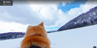 «Dog View»: Ξενάγηση στη πόλη μέσα από τα μάτια ενός σκύλου