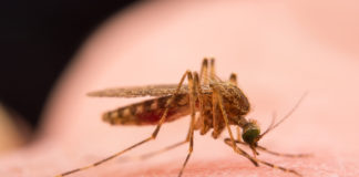 Απίστευτο! Νέα εφαρμογή στο κινητό προειδοποιεί για... κουνούπι