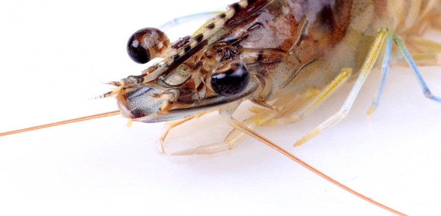 Το κριλ χωνεύει το πλαστικό - Η μεγάλη ανησυχία των ειδικών