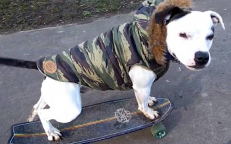 Ο... πολυτάλαντος σκύλος που έγινε viral