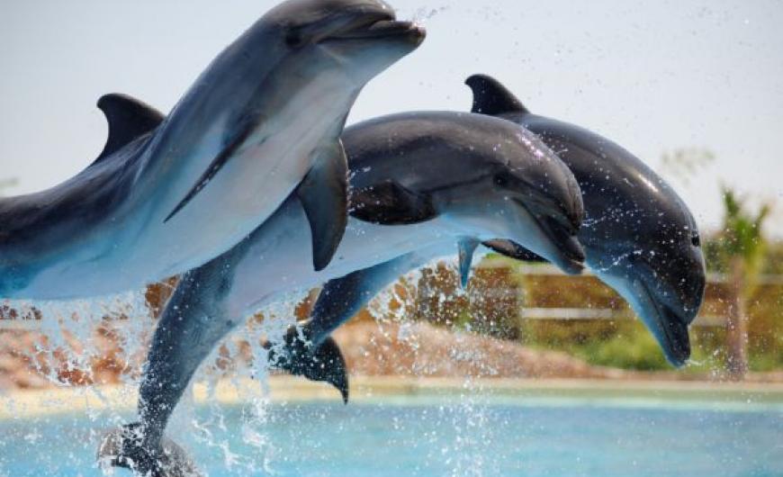 Τέλος στην αιχμαλωσία των δελφινιών στο Αττικό Ζωολογικό Πάρκο