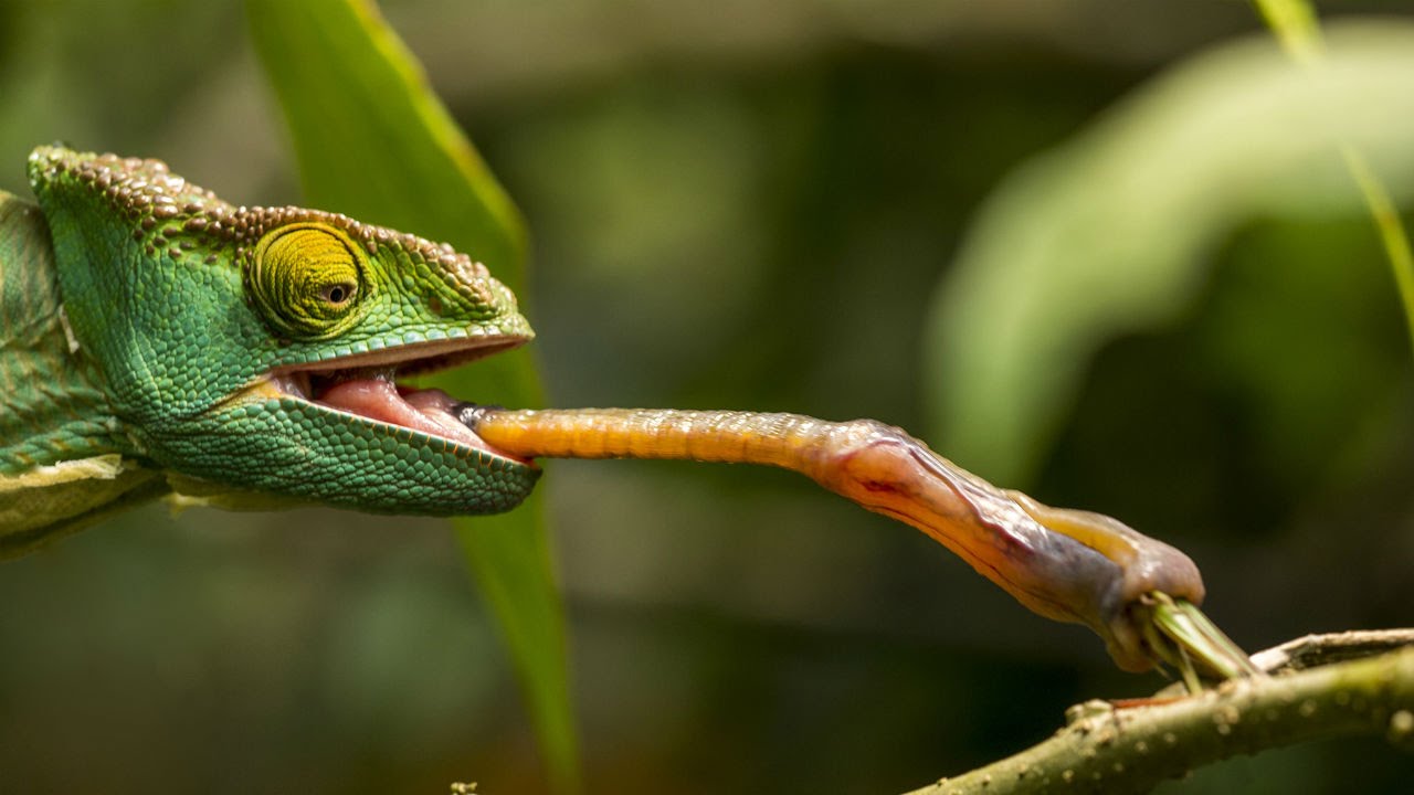 Δείτε σε αργή κίνηση πώς χρησιμοποιούν οι χαμαιλέοντες τη γλώσσα τους