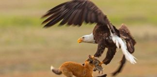 Επική στιγμή: Ένας αετός & μια αλεπού στον αέρα για έναν λαγό (βίντεο)