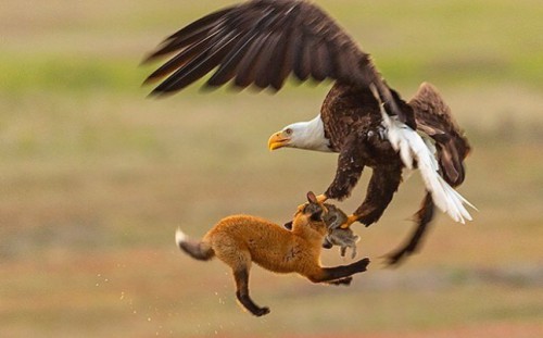Επική στιγμή: Ένας αετός & μια αλεπού στον αέρα για έναν λαγό (βίντεο)