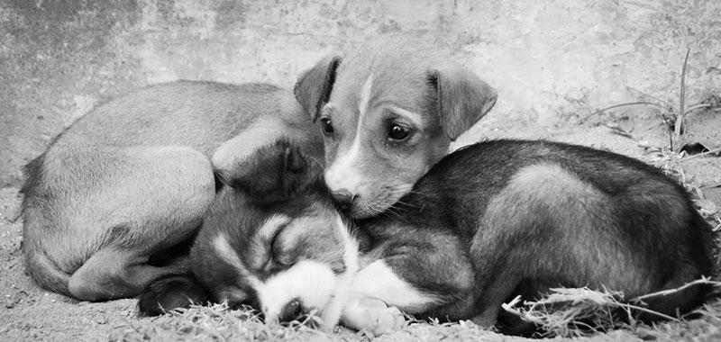 Αδέσποτα ζώα: Ποιος έχει την ευθύνη & που πρέπει να απευθυνόμαστε