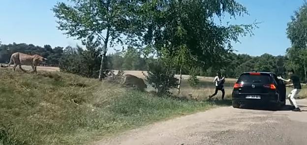 Βίντεο Σοκ: Τσιτάχ κυνηγούν τουρίστες σε πάρκο-σαφάρι 