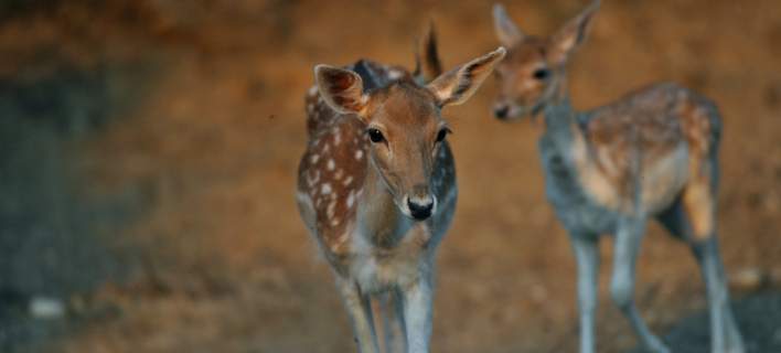 «Πλημμυρίζει» από ελάφια η Ρόδος