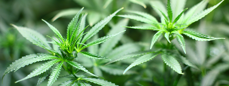 Ένα τριήμερο γύρω από την κάνναβη: Το πρώτο BALKANNABIS EXPO στην Αθήνα