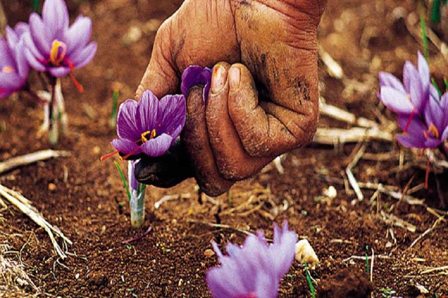 Κρόκος Κοζάνης: Ένα φάρμακο-θησαυρός για την υγεία