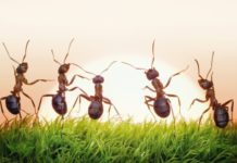 Αποχαιρέτα τα έντομα από το σπίτι χωρίς φυτοφάρμακα