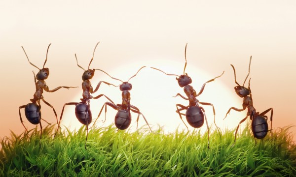 Αποχαιρέτα τα έντομα από το σπίτι χωρίς φυτοφάρμακα