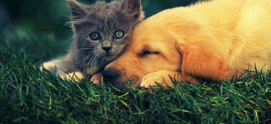 Προσοχή! Ζώα νεκρά από πυροβολισμό στο Δήμο Μαραθώνα