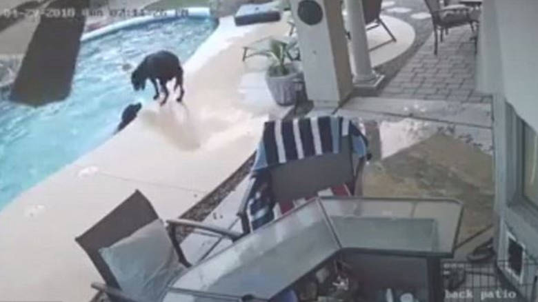 Σκύλος-ήρωας έσωσε τον φίλο του σκύλο από πνιγμό