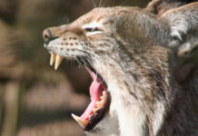 Αγριόγατες ουρλιάζουν σαν άνθρωποι και διχάζουν τους ειδικούς