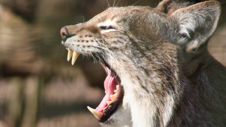 Αγριόγατες ουρλιάζουν σαν άνθρωποι και διχάζουν τους ειδικούς