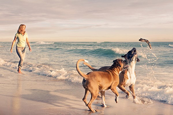 Διακοπές με το κατοικίδιο: Πώς πρέπει να προετοιμαστείτε 