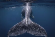National Geographic: Αυτές είναι οι κορυφαίες ταξιδιωτικές φωτογραφίες
