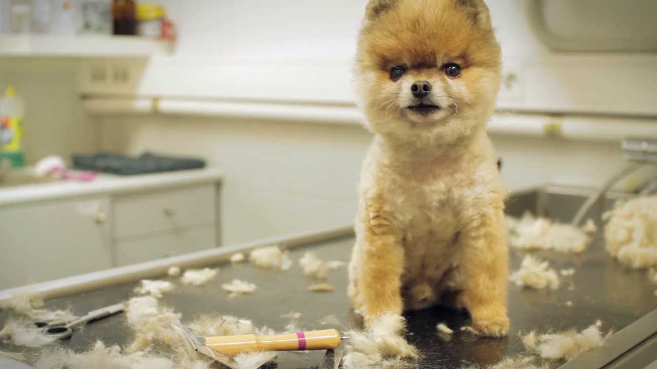 Γι' αυτό δεν πρέπει να κουρεύουμε τα σκυλιά το καλοκαίρι