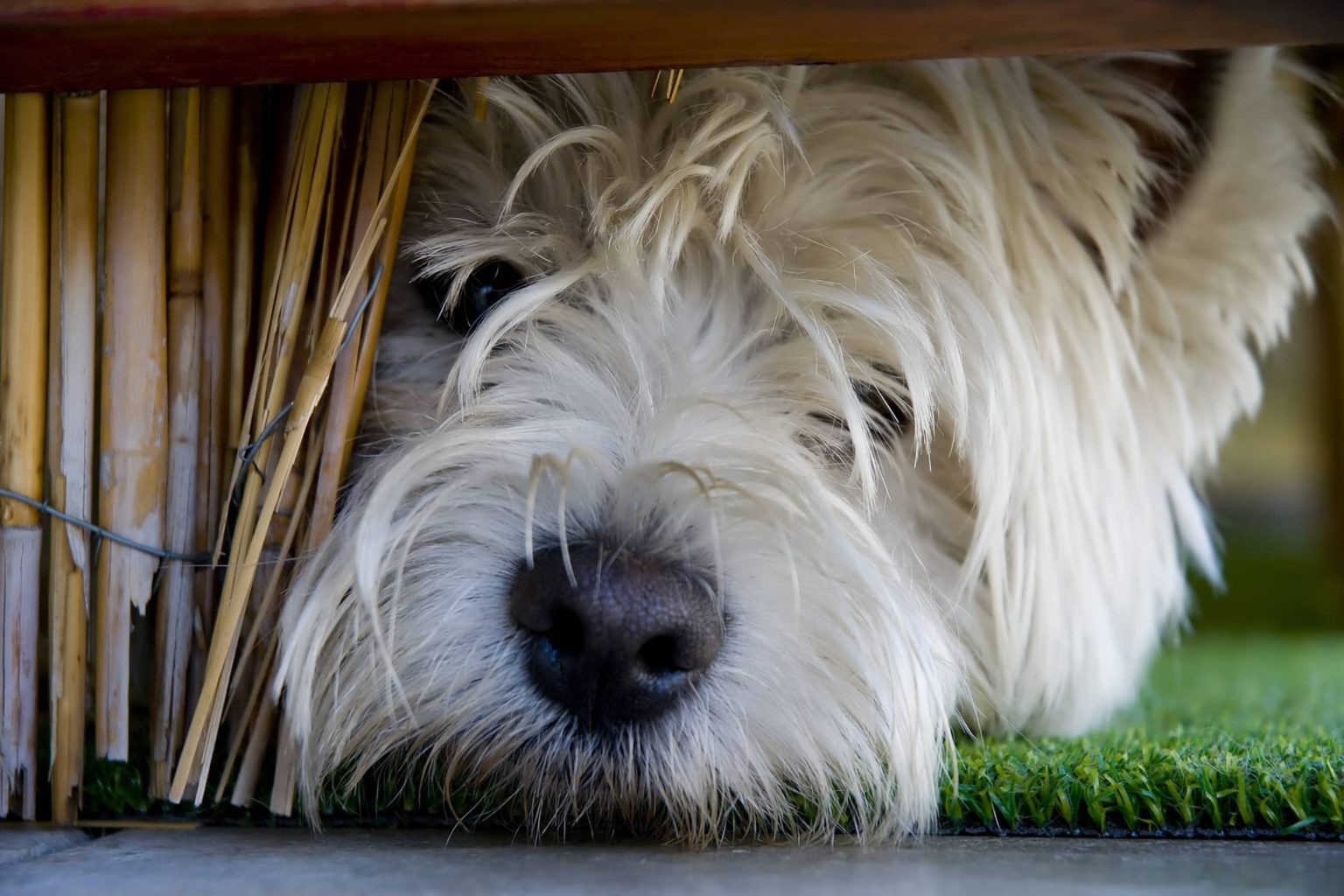Πώς να φροντίσετε τον σκύλο σας που ζεσταίνεται 