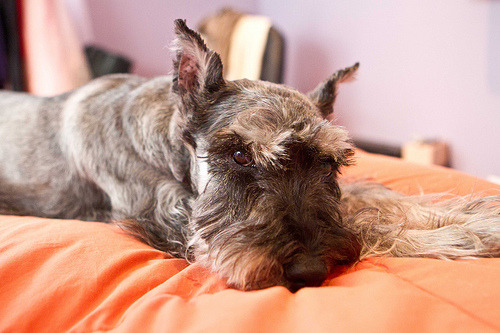 Γι' αυτό δεν πρέπει να κουρεύουμε τα σκυλιά το καλοκαίρι