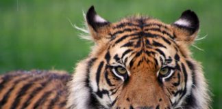 Και πώς οι ειδικοί γνωρίζουν τον αριθμό των τίγρεων που βρίσκονται υπό την αιχμαλωσία πολιτών