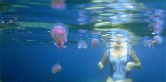 Χάρτης δείχνει ποιες θάλασσες έχουν τσούχτρες - Τι ισχύει για Μαραθώνα & Ραφήνα