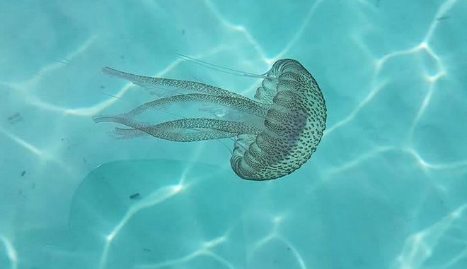 Γιατί οι μέδουσες αυξάνονται συνεχώς στην Ελλάδα; 