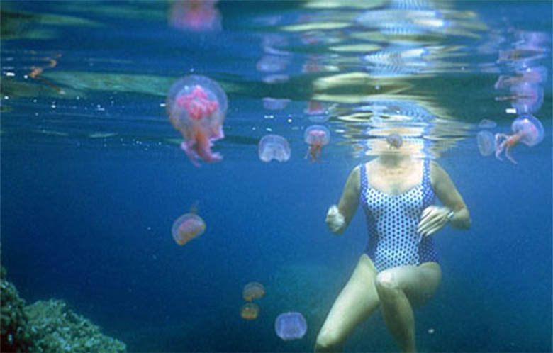 Χάρτης δείχνει ποιες θάλασσες έχουν τσούχτρες - Τι ισχύει για Μαραθώνα & Ραφήνα