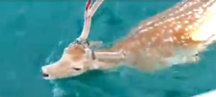 Απίστευτο: Πήγε για ψάρεμα & βρήκε ...ελάφι να κολυμπά