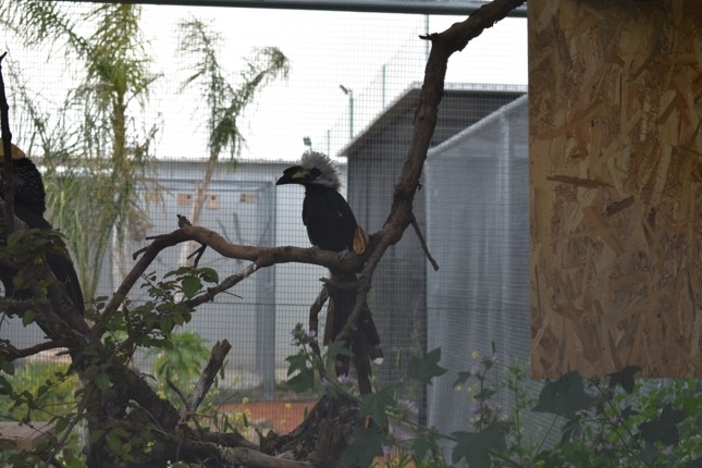 Σπάνια, εξωτικά πτηνά στην Παλλήνη