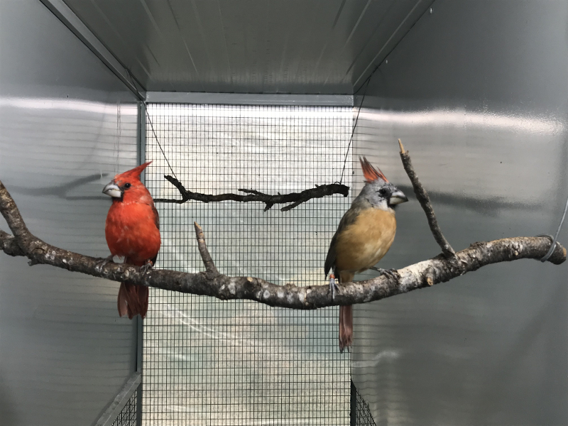 Σπάνια, εξωτικά πτηνά στην Παλλήνη