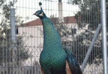 Σπάνια, εξωτικά πτηνά στην Παλλήνη
