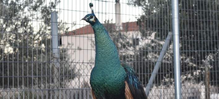 Σπάνια, εξωτικά πτηνά στην Παλλήνη