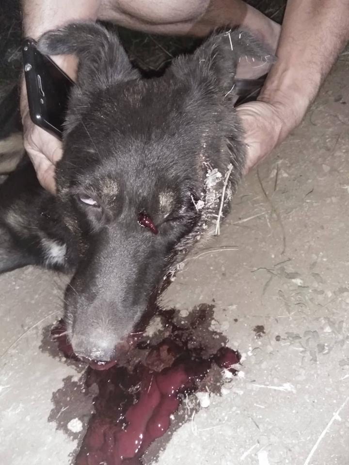 Ο δολοφόνος σκυλιών, που πυροβολεί και τραυματίζει -τις περισσότερες φορές θανάσιμα- αδέσποτα σκυλάκια σε περιοχές της Νέας Μάκρης και της Ραφήνας, επέστρεψε και δυστυχώς σκότωσε ακόμη ένα ανυποψίαστο σκυλάκι.