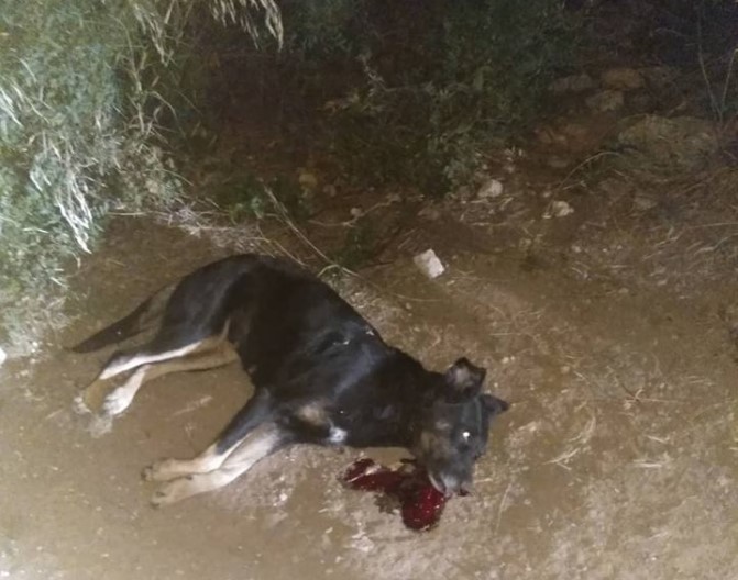 Ο δολοφόνος σκυλιών, που πυροβολεί και τραυματίζει -τις περισσότερες φορές θανάσιμα- αδέσποτα σκυλάκια σε περιοχές της Νέας Μάκρης και της Ραφήνας, επέστρεψε και δυστυχώς σκότωσε ακόμη ένα ανυποψίαστο σκυλάκι.