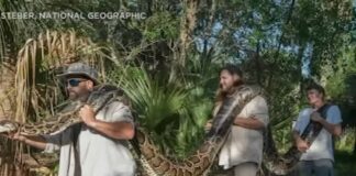 Ο μεγαλύτερος που έχει βρεθεί ποτέ: Έπεσαν πάνω σε πύθωνα 5,5 μέτρων και 100 κιλών (vid)